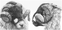 two rams