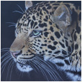 African Leopard