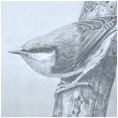Nuthatch