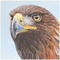 Golden Eagle