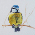 Blue Tit Study