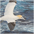 Gannets Ride the Wind