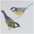 Great Tit Study