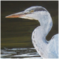 Grey Heron Evening Vigil