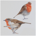 Robin Study